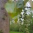 Zwarte populier | Populus nigra